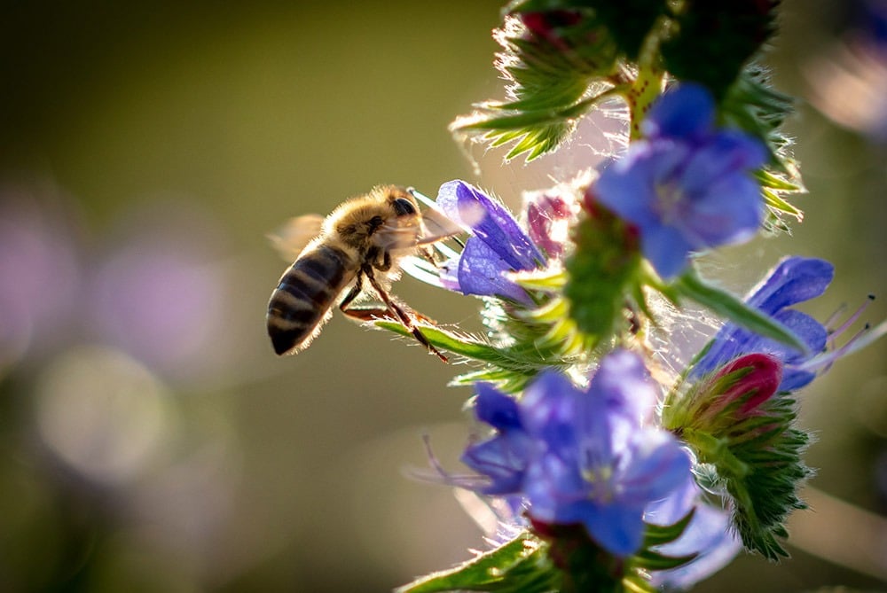 California native garden