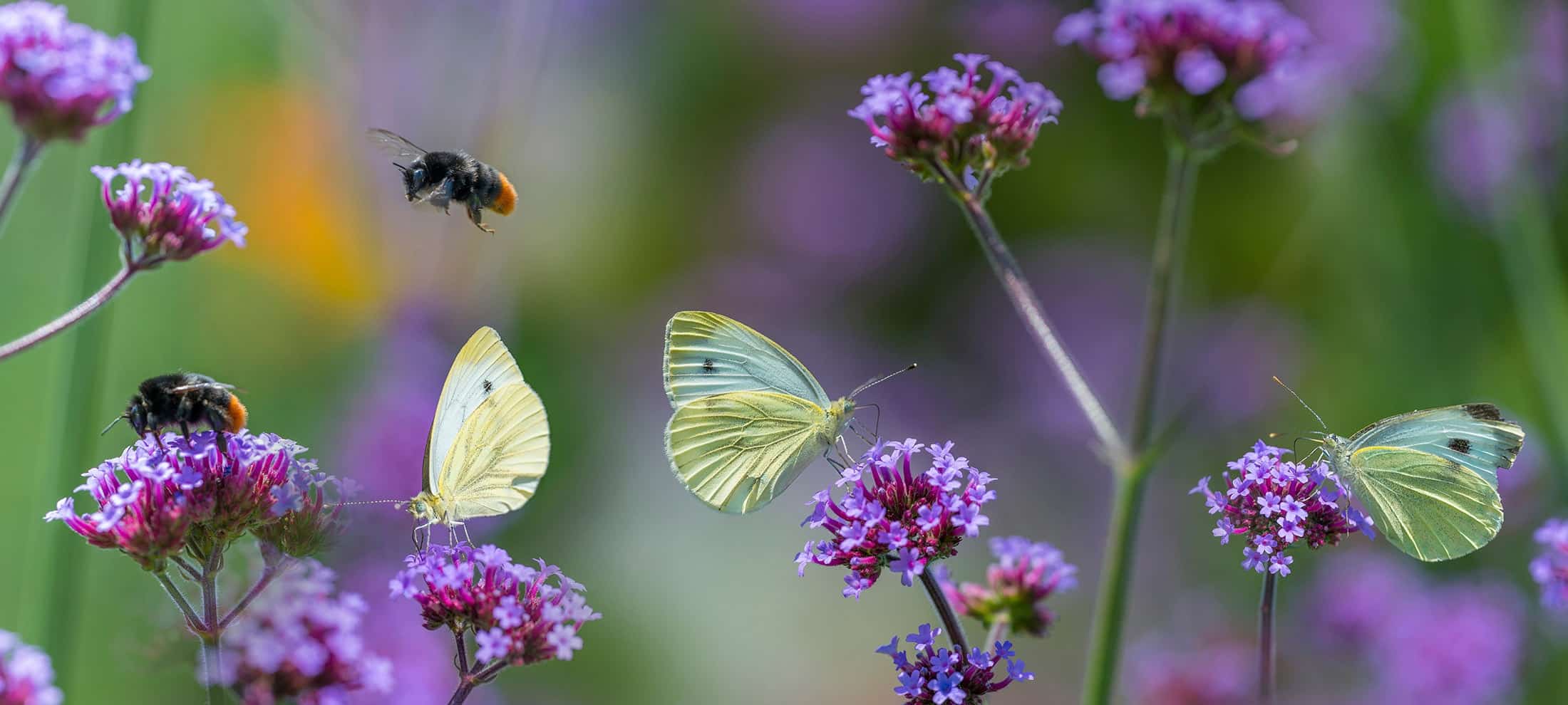 california native garden landscape design