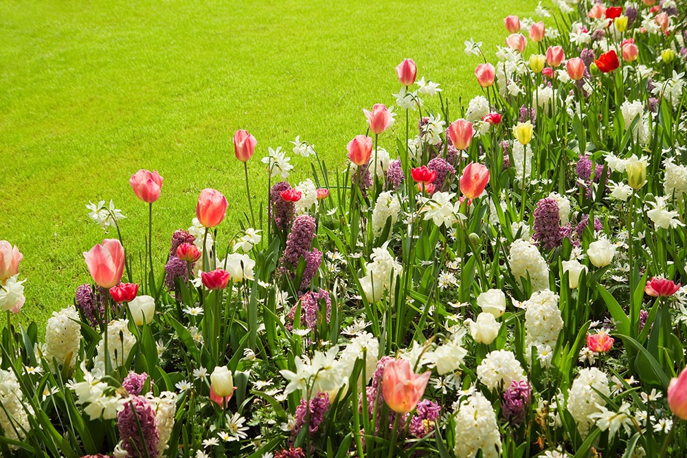 Colorful tulips, hyacinths and daffodils in spring