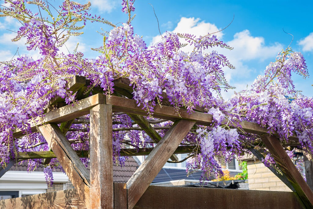 pergola wisteria - Opulands Landscape, Hardscape & Construction