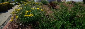drought resistant front yard
