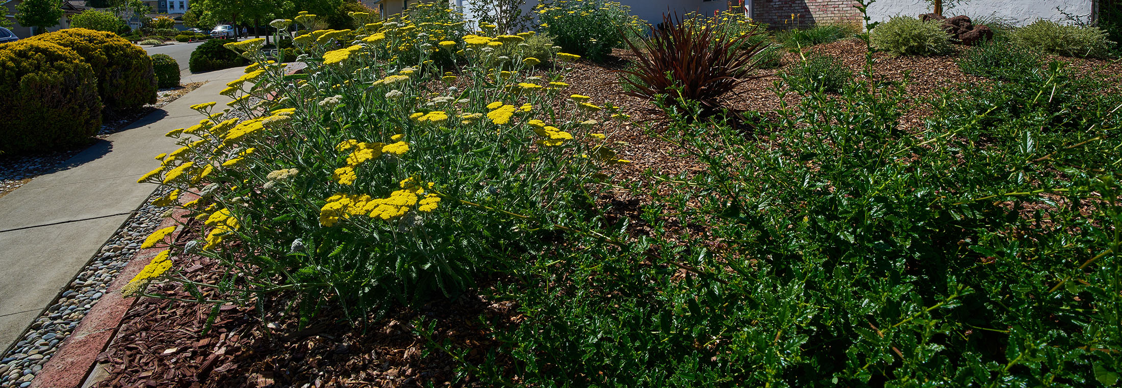 drought resistant front yard