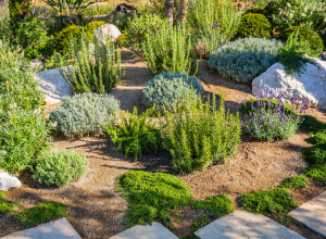 Backyard with fantastic landscaping, patio, drought resistant plants