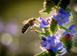 California native garden with bees