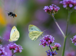 california native garden landscape design