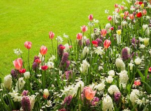 Colorful tulips, hyacinths and daffodils in spring