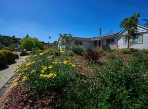 Drought-Tolerant Planting